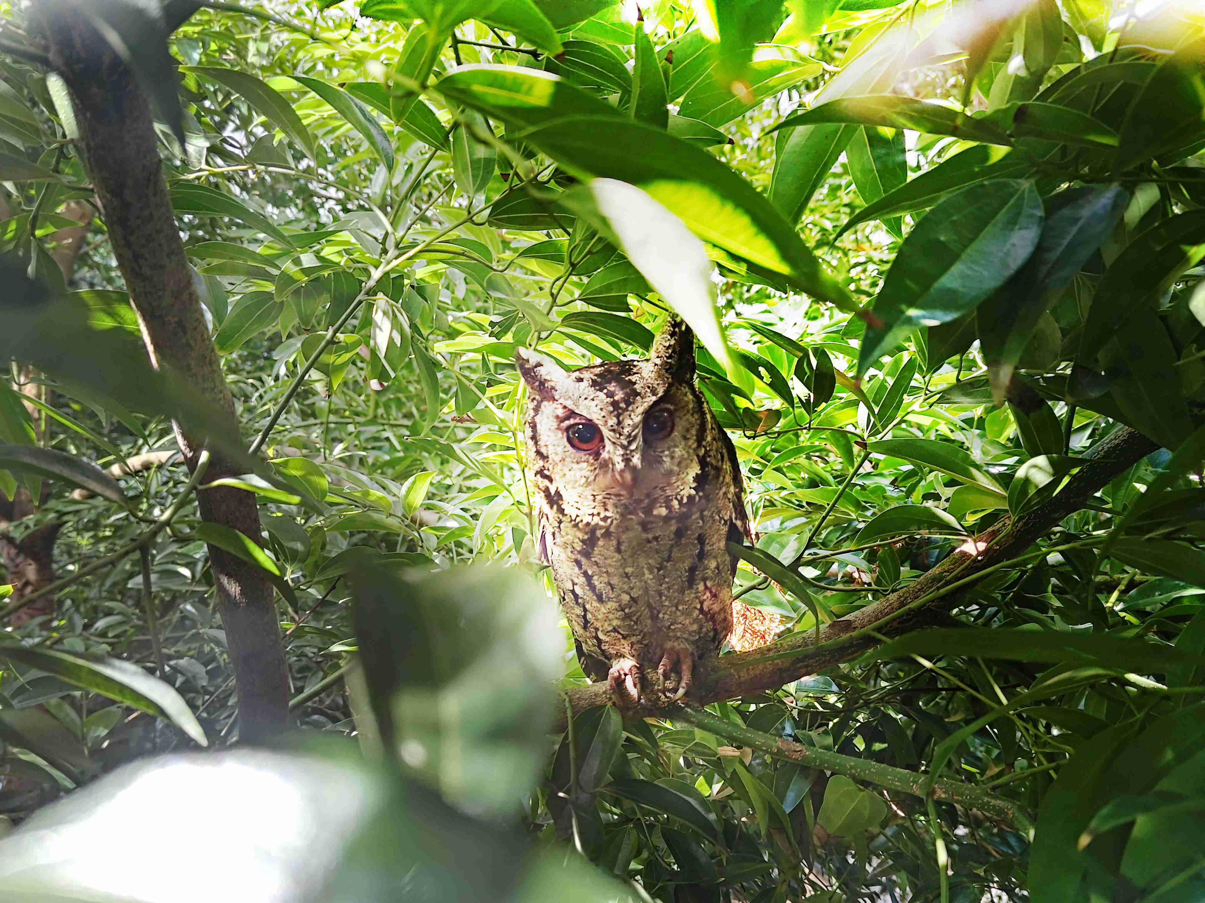 Wepay致力提倡净零绿生活，，，，16年以来在全球各厂区植树逾百万棵，，，，造就各厂区树木蔚然成林，，，，犹如森林工厂，，，成为许多生物的栖息地